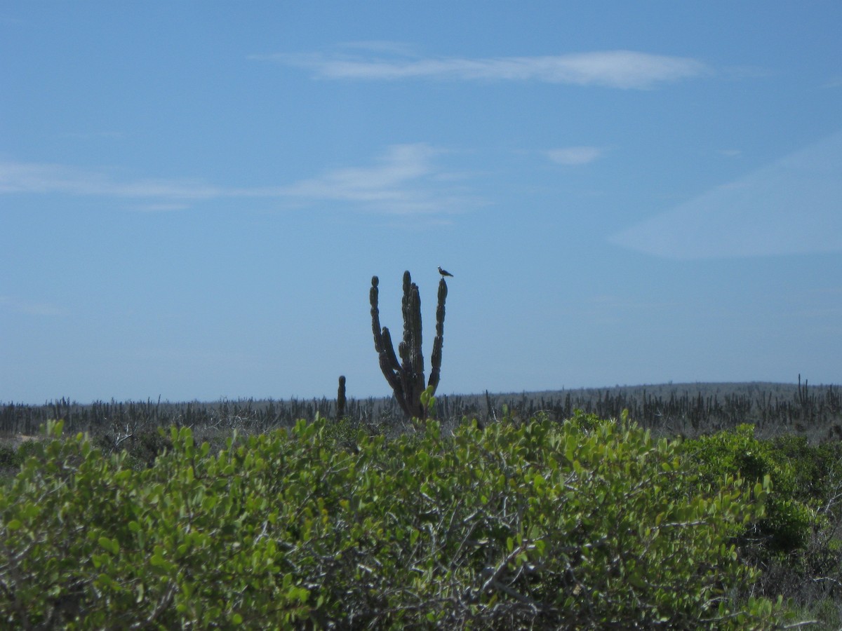 Bald Eagle - ML126679261