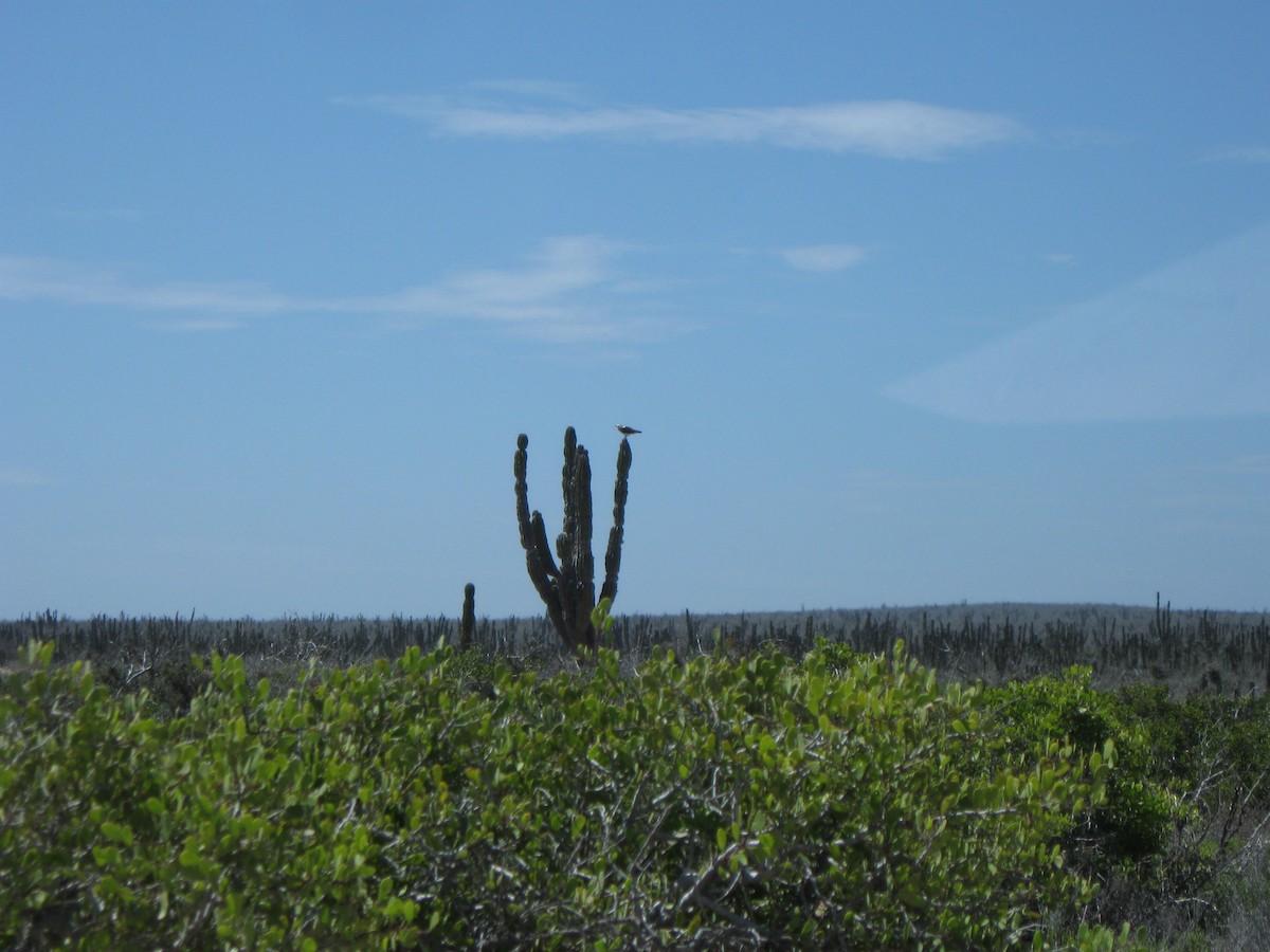 Bald Eagle - ML126679471