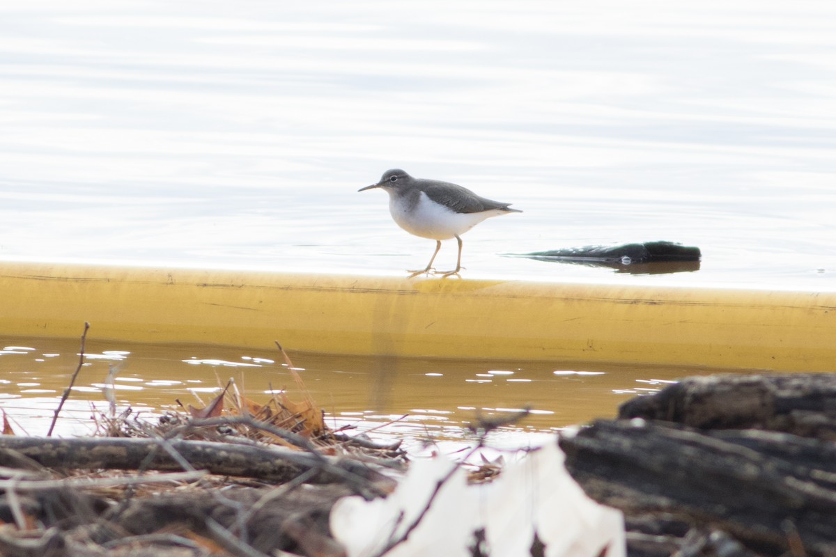 Spotted Sandpiper - ML126679721