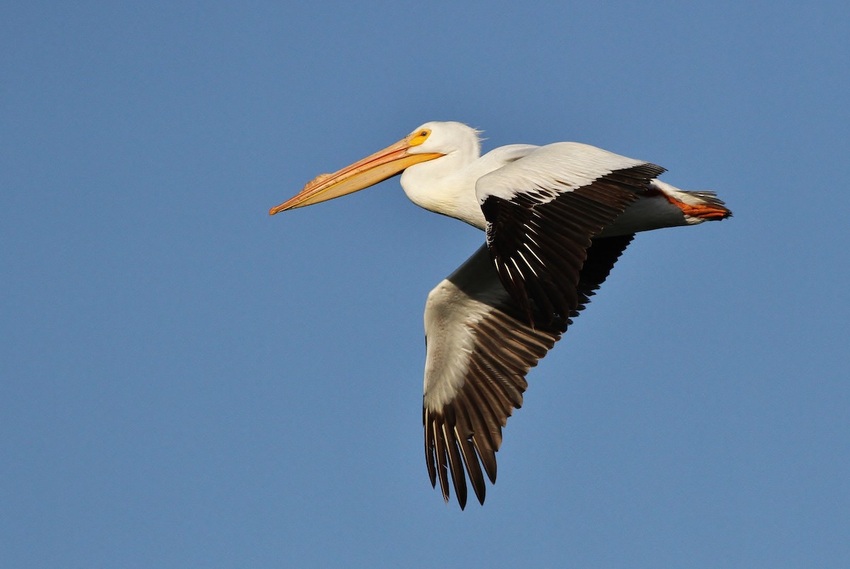 American White Pelican - ML126680011