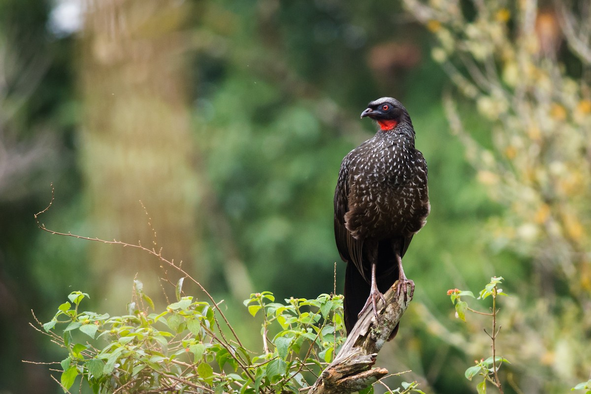 Dusky-legged Guan - Claudia Brasileiro