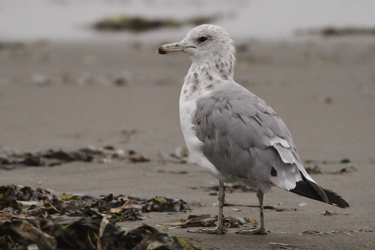 California Gull - Alex Lamoreaux