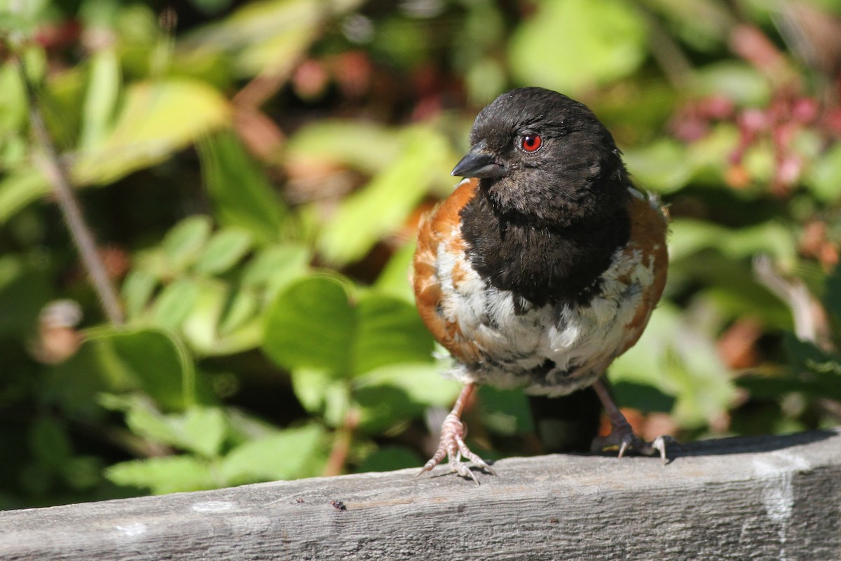 Spotted Towhee (oregonus Group) - ML126682761