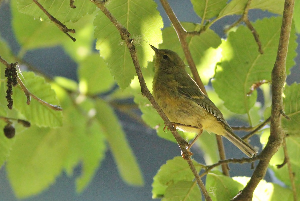 Orange-crowned Warbler (lutescens) - ML126682771