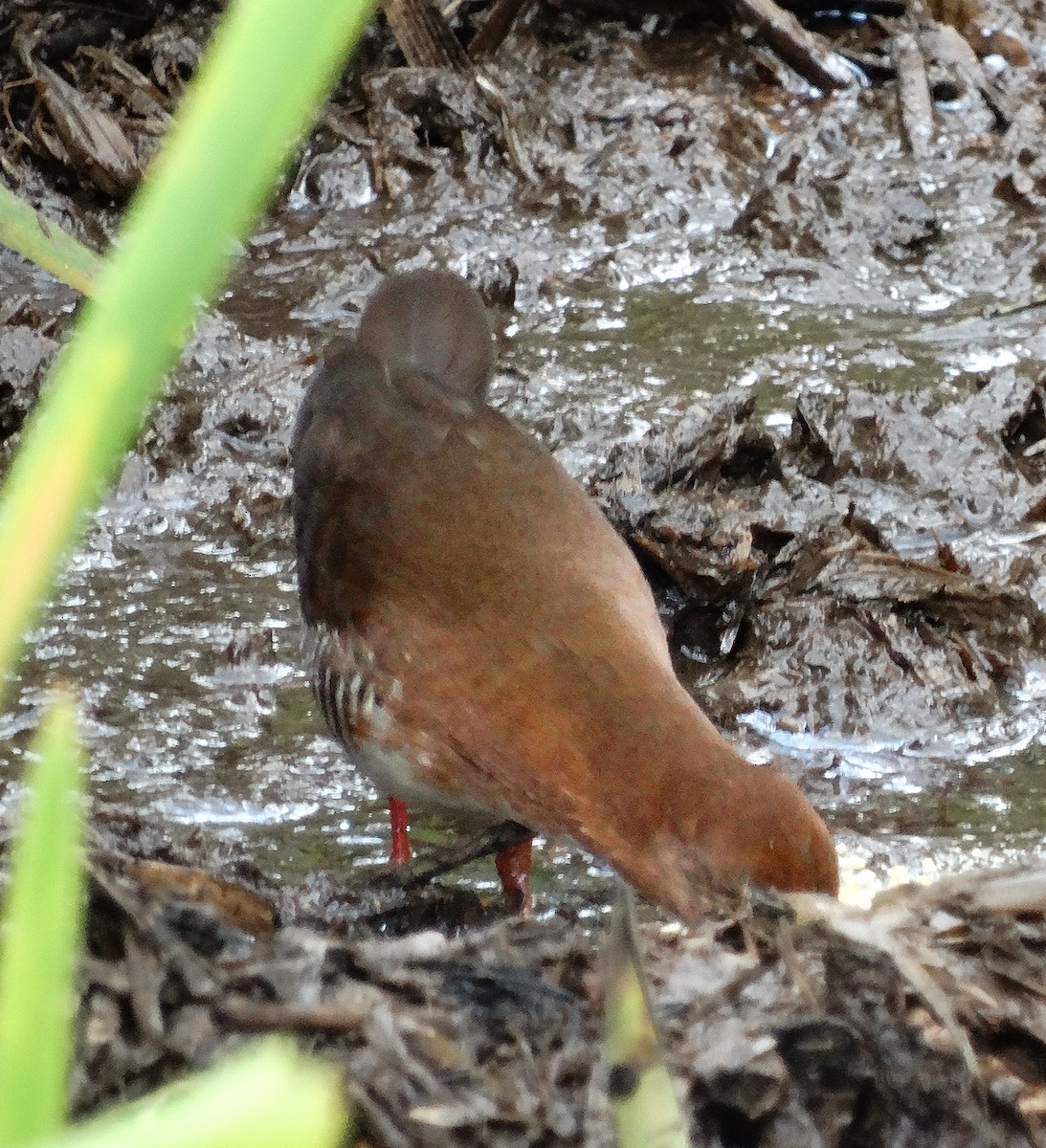 Red-and-white Crake - ML126682961