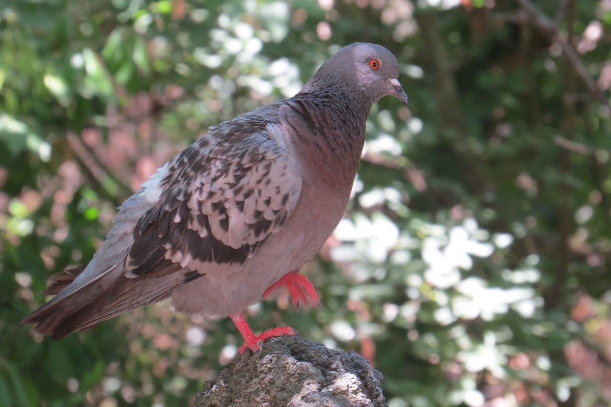 Rock Pigeon (Feral Pigeon) - ML126683611