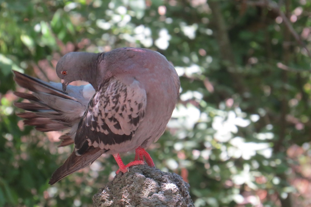 Rock Pigeon (Feral Pigeon) - ML126683621