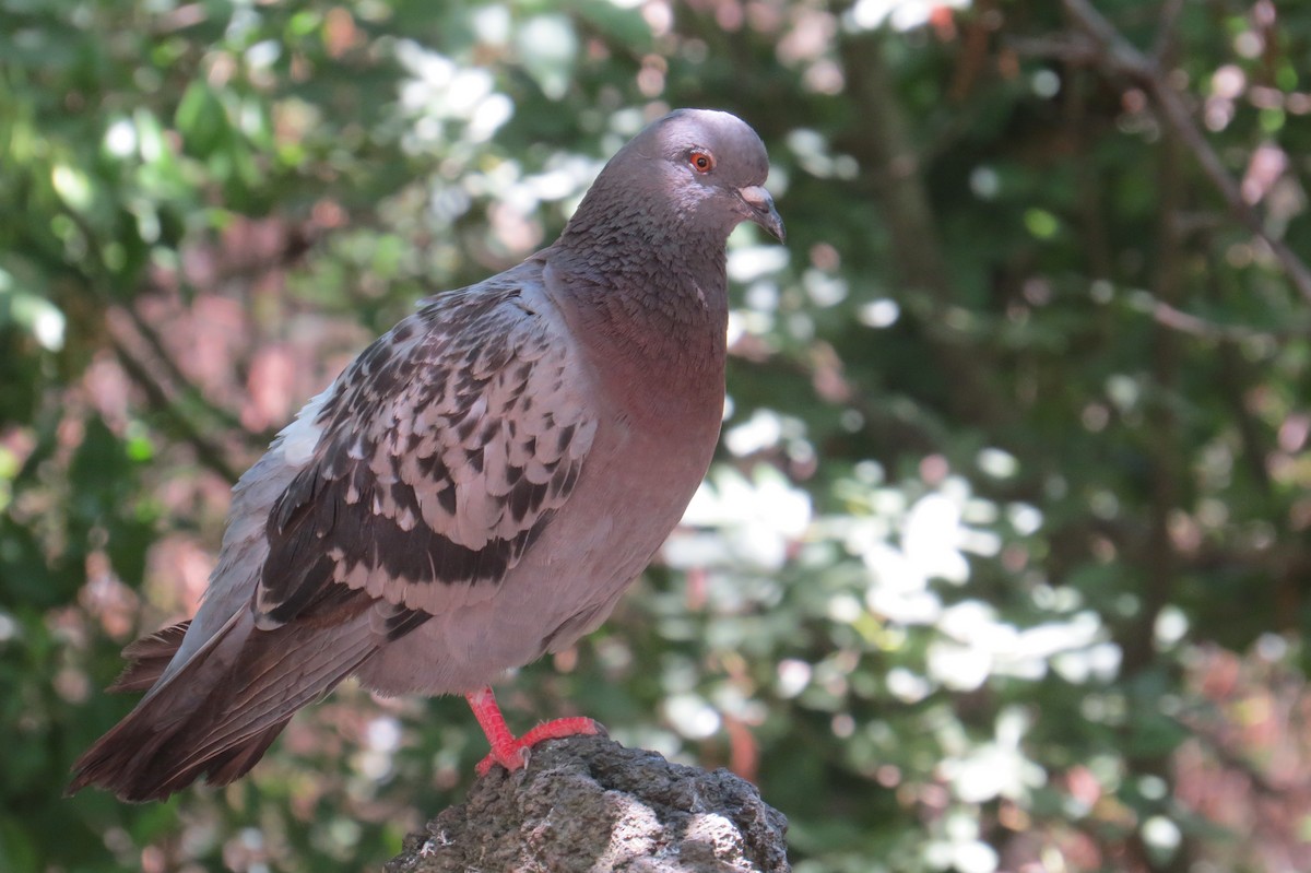 Rock Pigeon (Feral Pigeon) - ML126683631