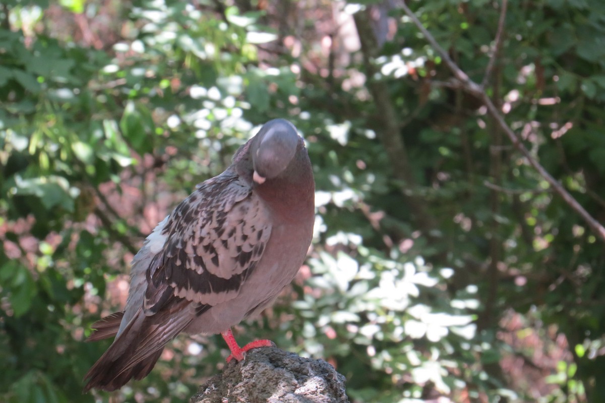 Rock Pigeon (Feral Pigeon) - ML126683641