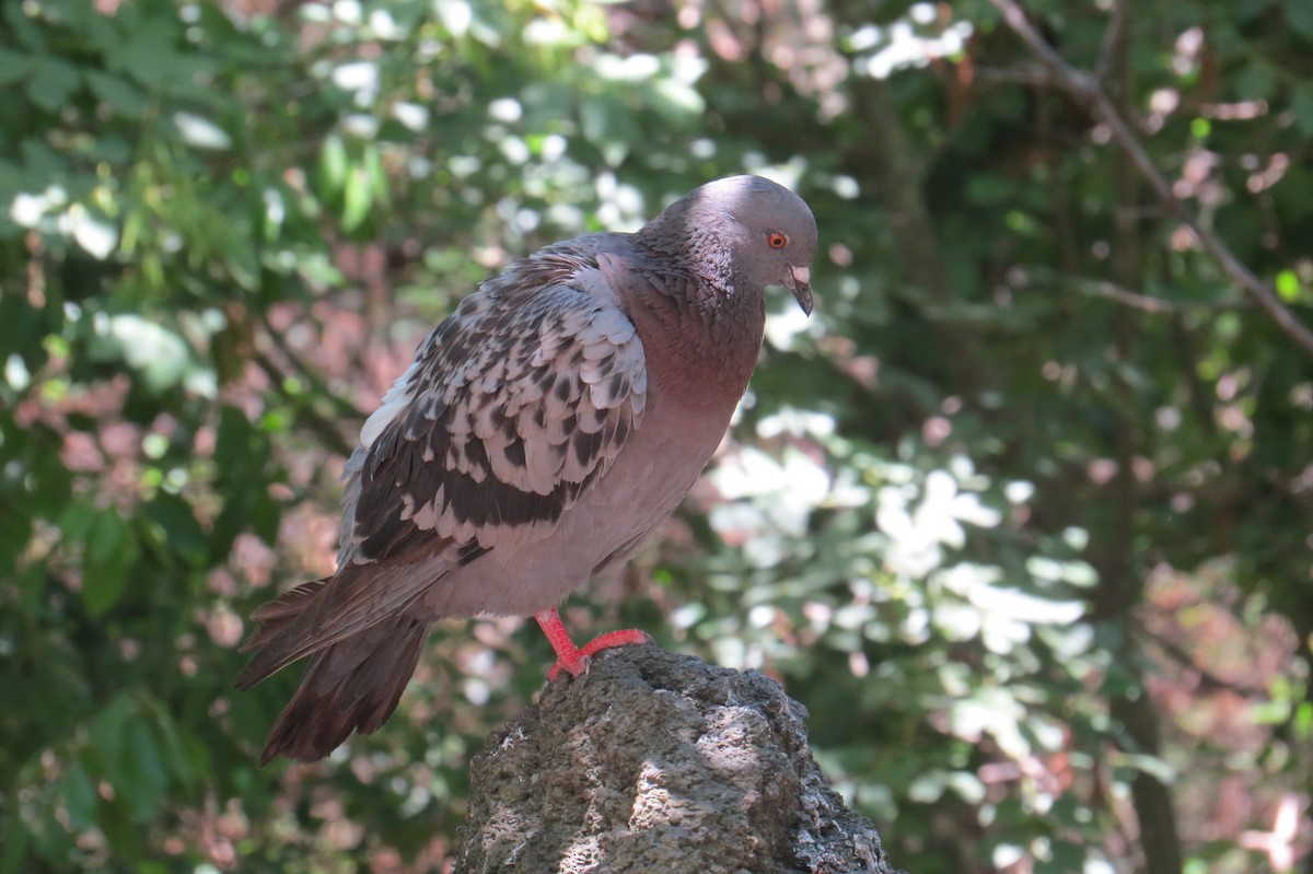 Rock Pigeon (Feral Pigeon) - ML126683661