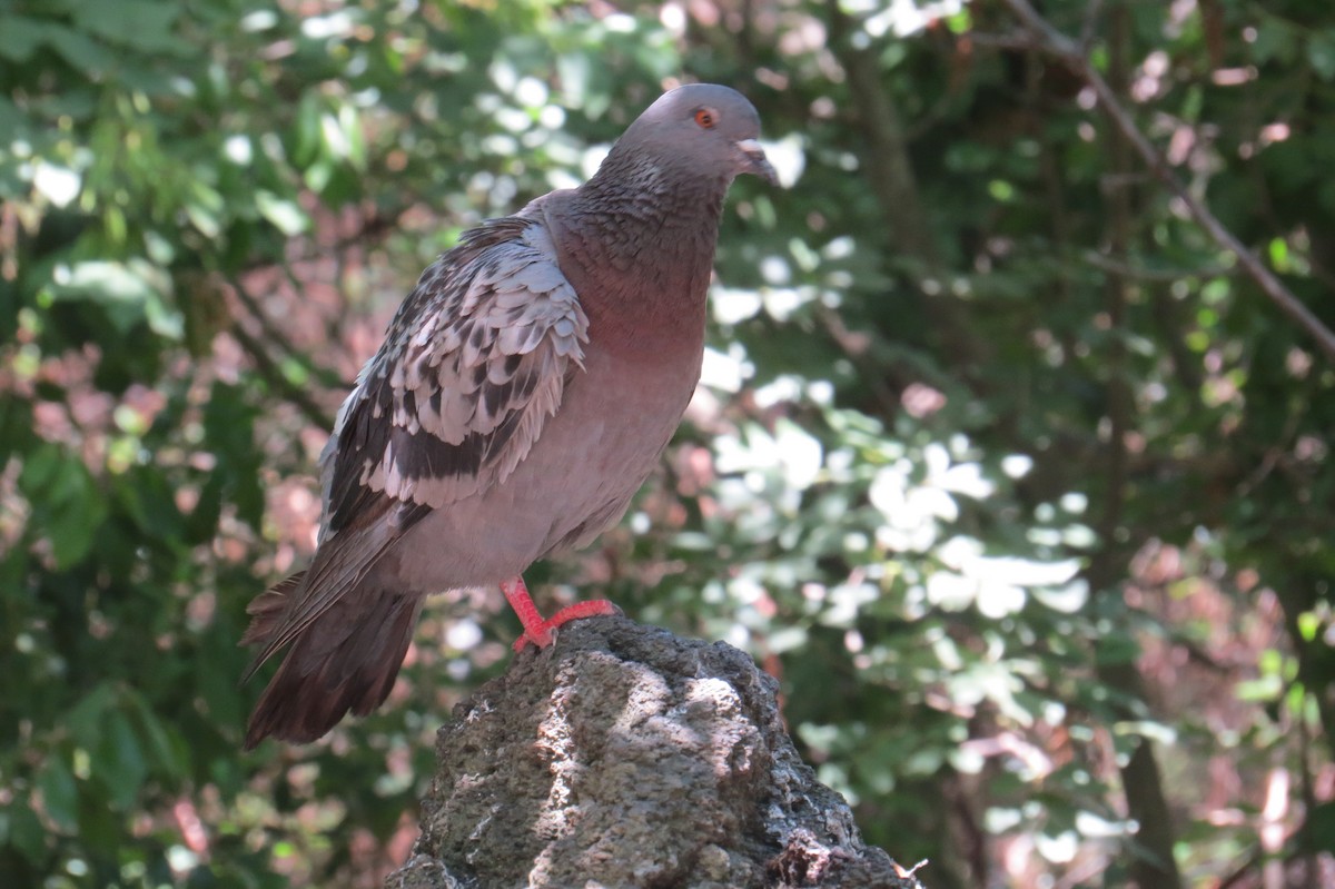 Rock Pigeon (Feral Pigeon) - ML126683681