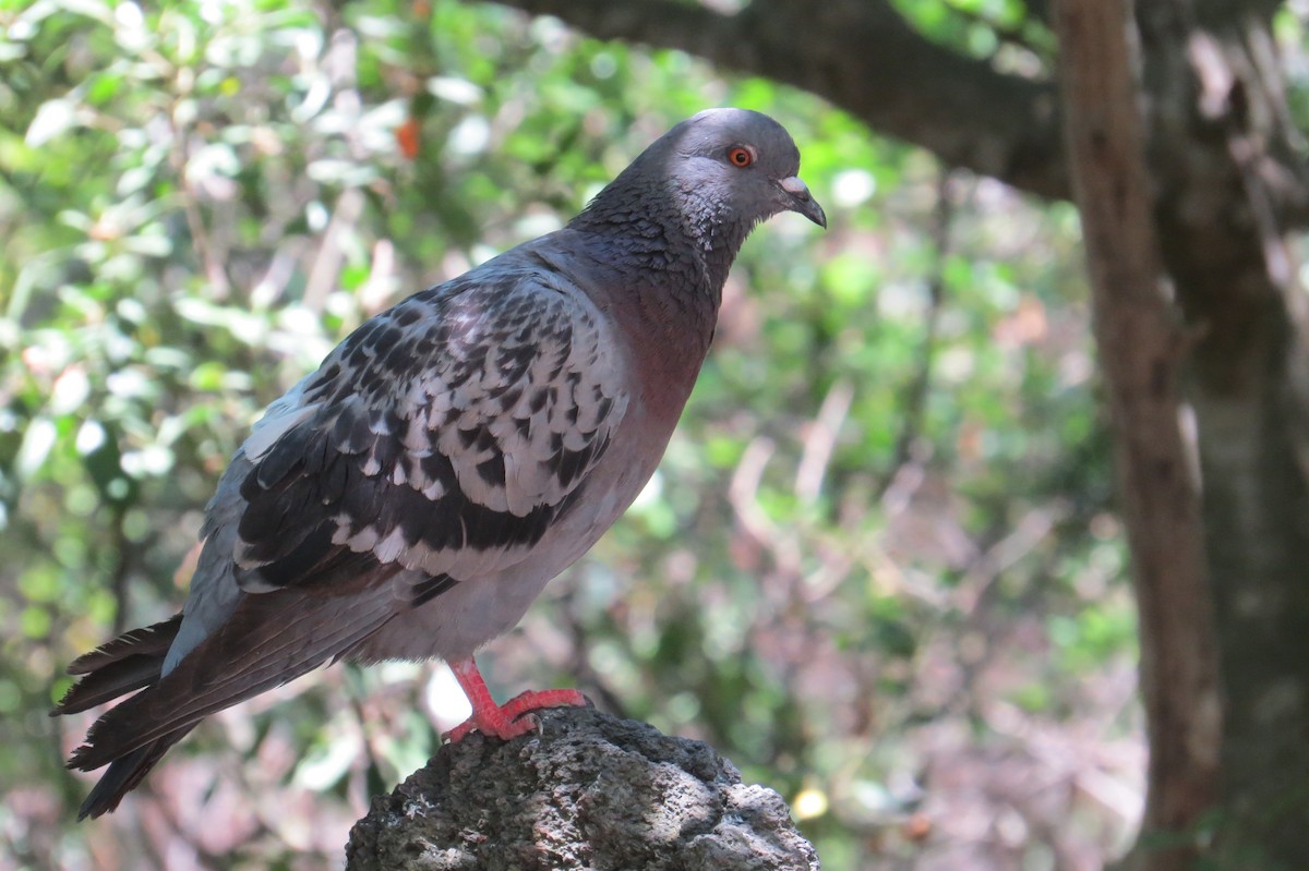 Rock Pigeon (Feral Pigeon) - ML126683831