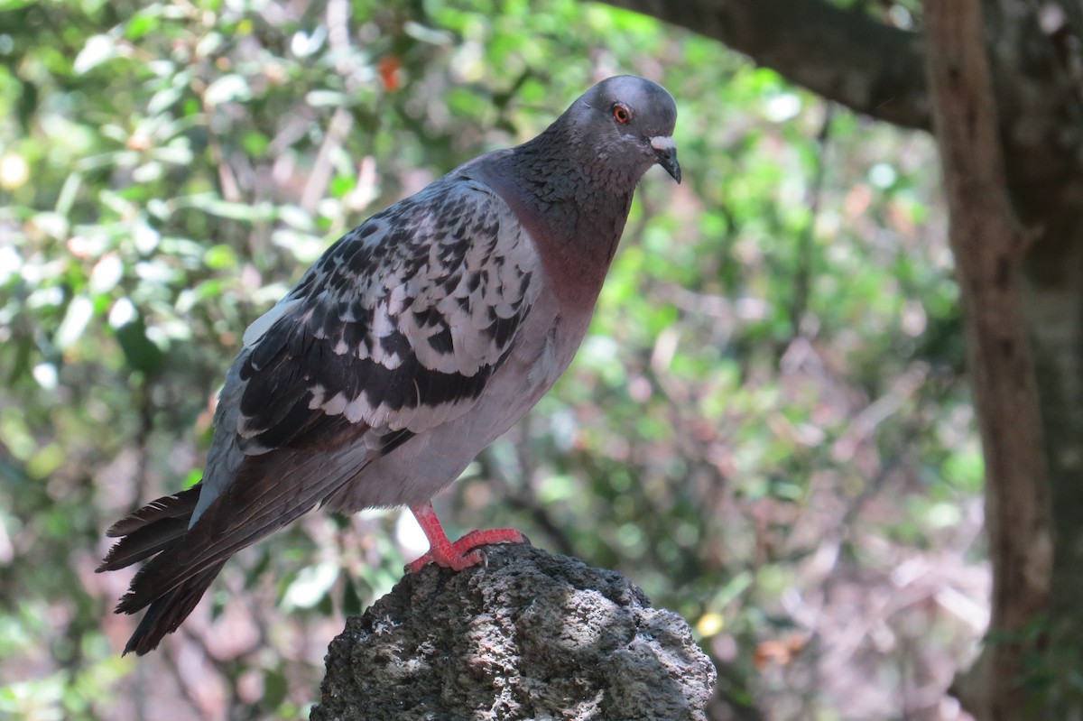 Rock Pigeon (Feral Pigeon) - ML126683841