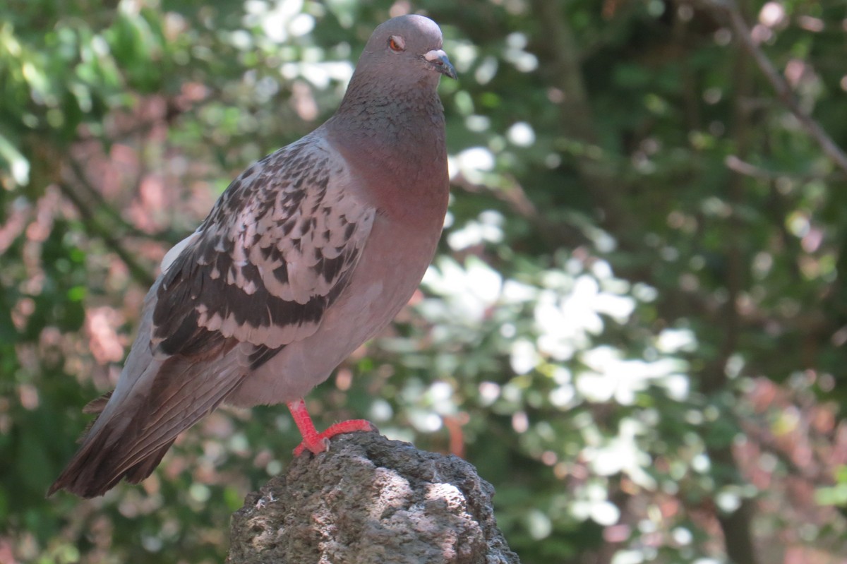 Rock Pigeon (Feral Pigeon) - ML126683851