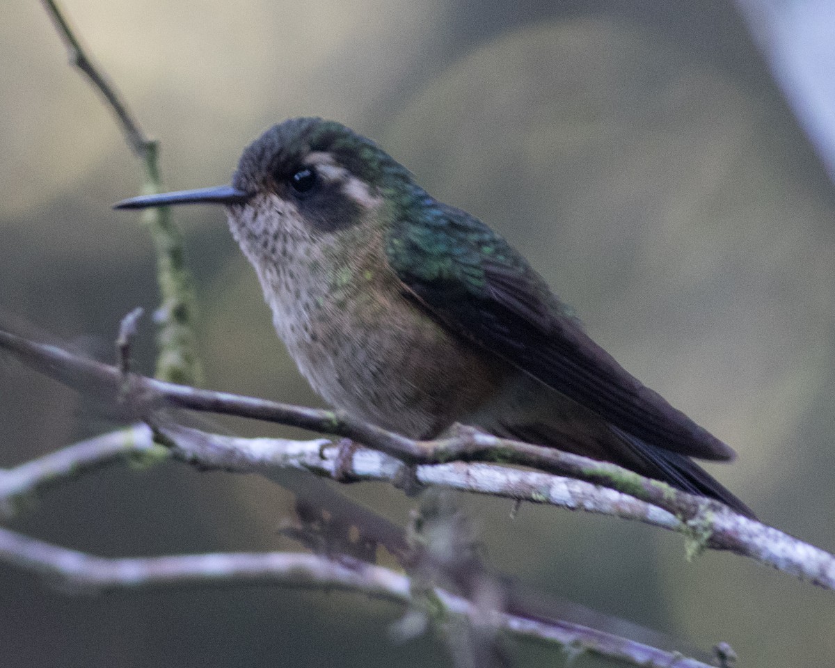Speckled Hummingbird - ML126684241