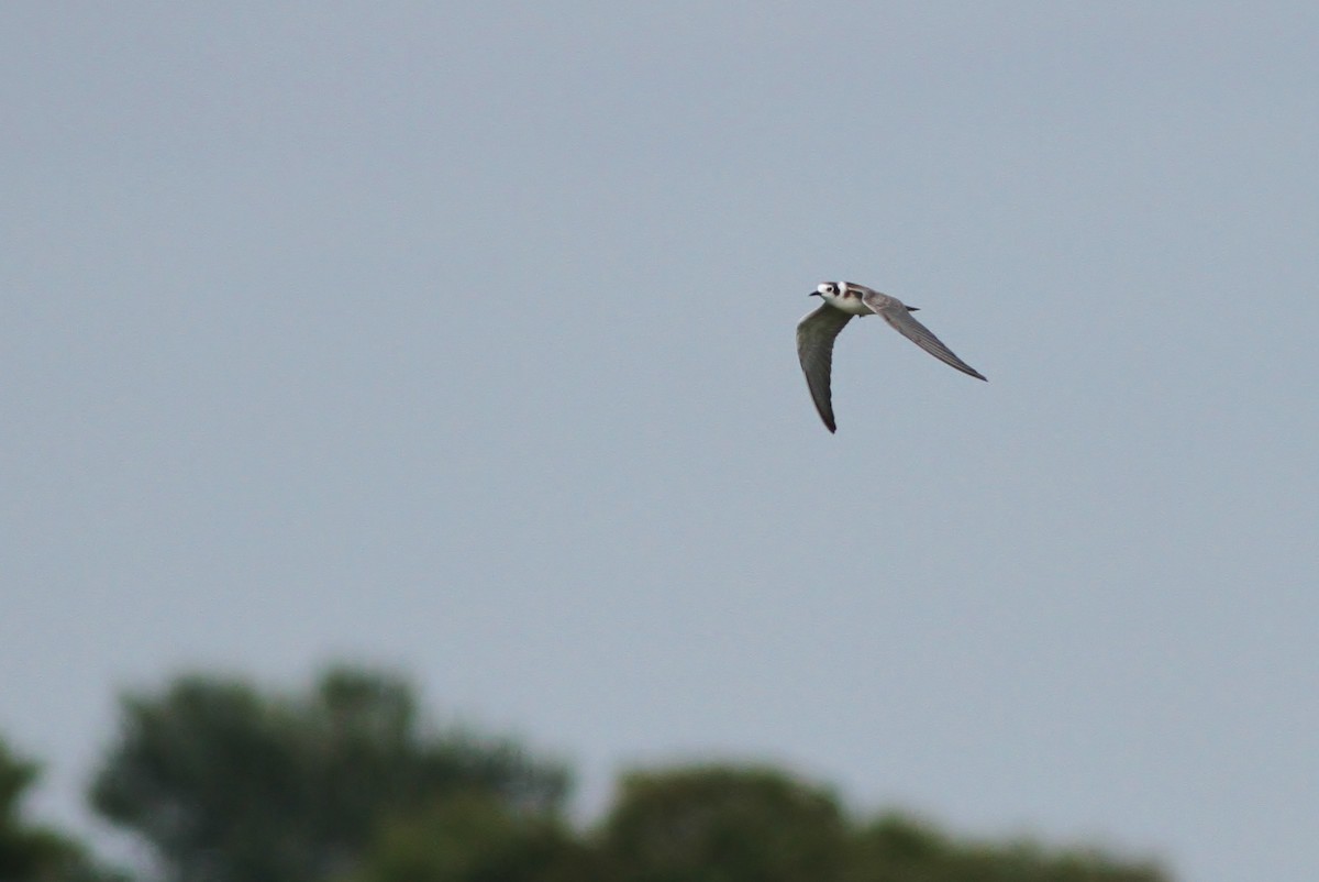 Black Tern - ML126686251