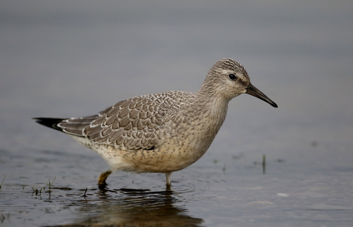 Red Knot - ML126688291