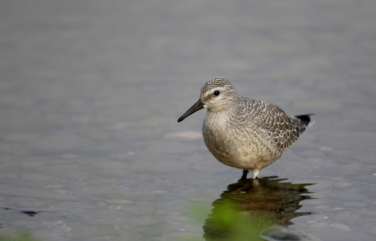 Red Knot - ML126688311