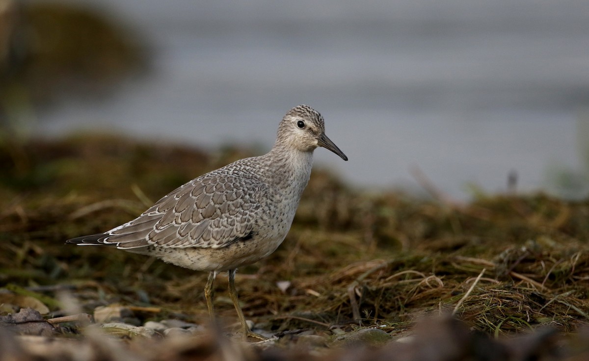 Red Knot - ML126689191