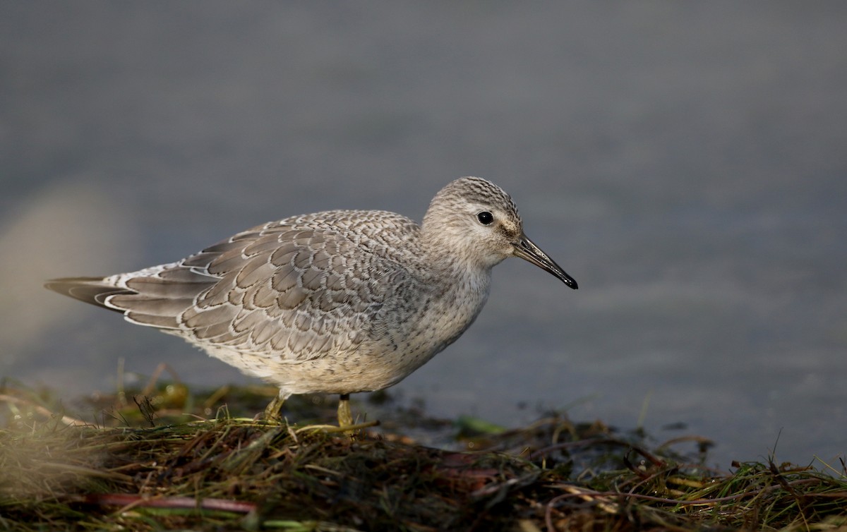 Red Knot - ML126689251