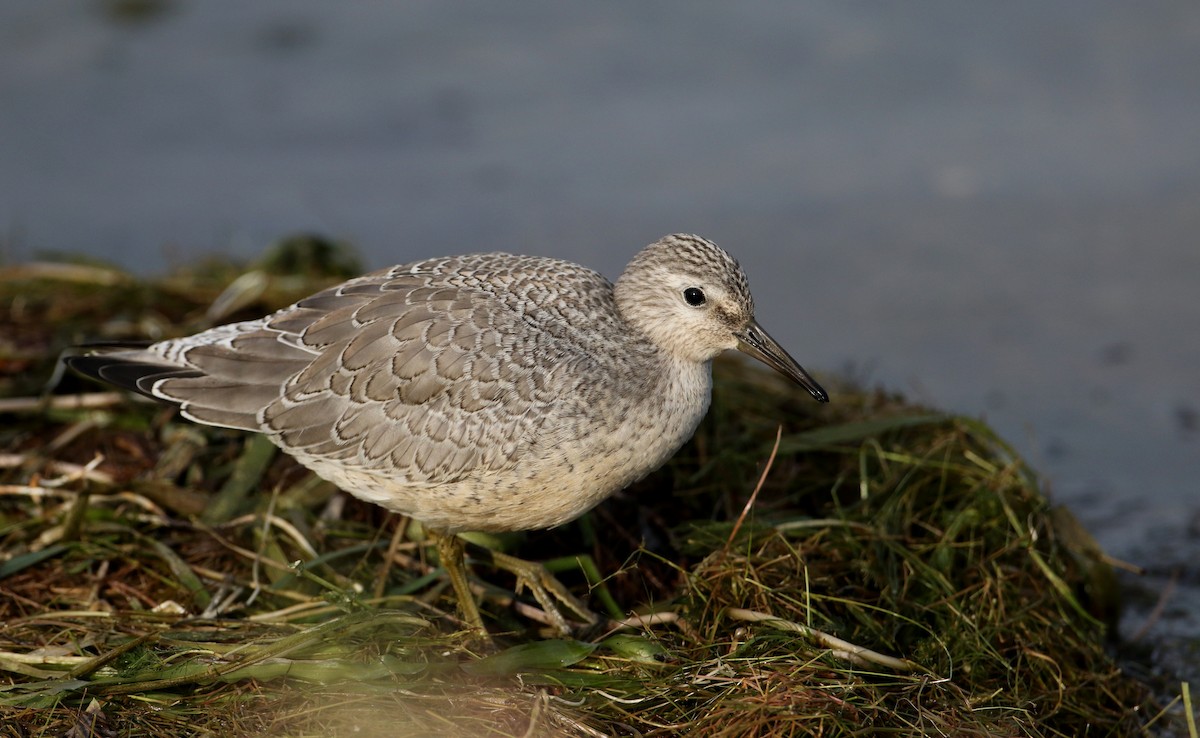 Red Knot - ML126689361