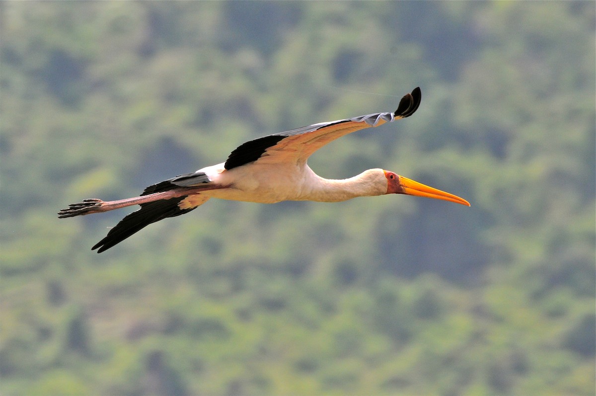 Yellow-billed Stork - ML126690361