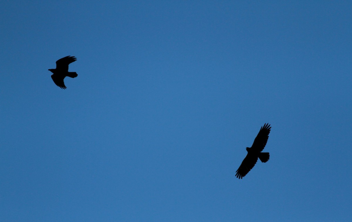 Common Raven - Jay McGowan