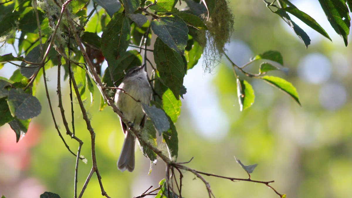 White-throated Tyrannulet - ML126691551