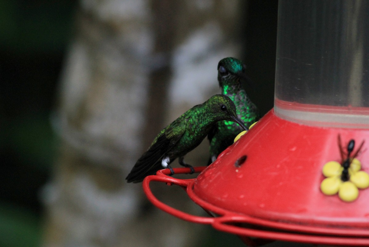 hummingbird sp. - Jay McGowan
