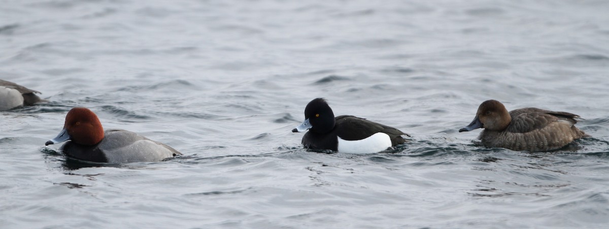 Tufted Duck - Jay McGowan