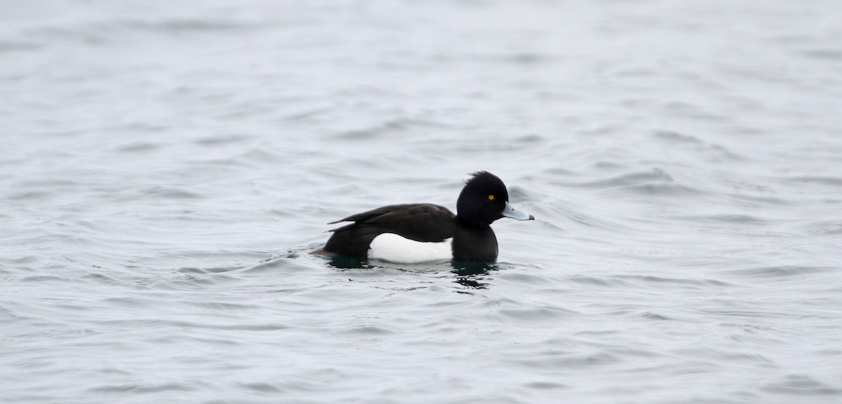 Tufted Duck - ML126694011