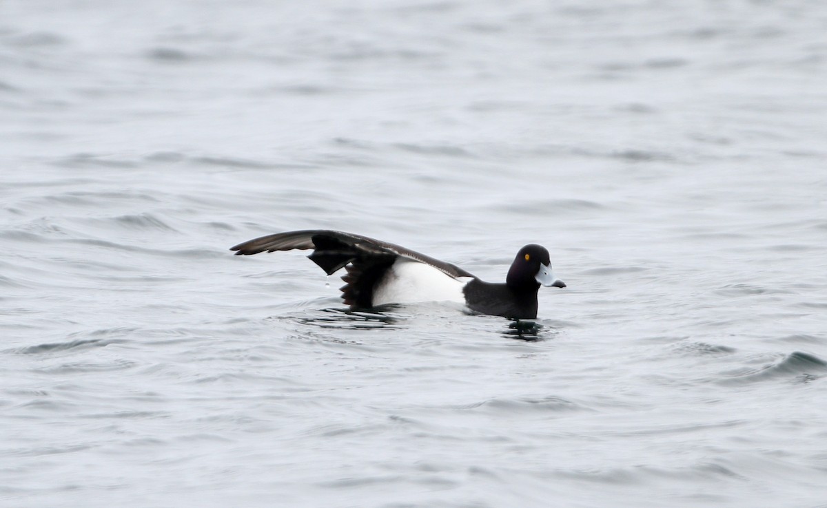 Tufted Duck - ML126694041