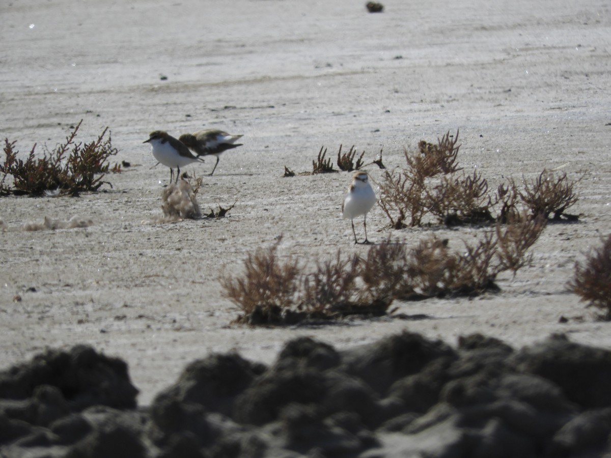 Red-capped Plover - Ron Steicke