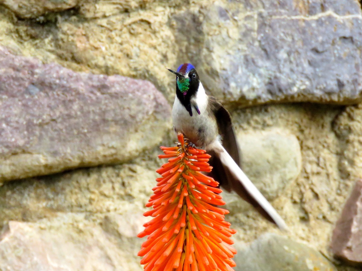 Colibrí Noble Oriental - ML126696341