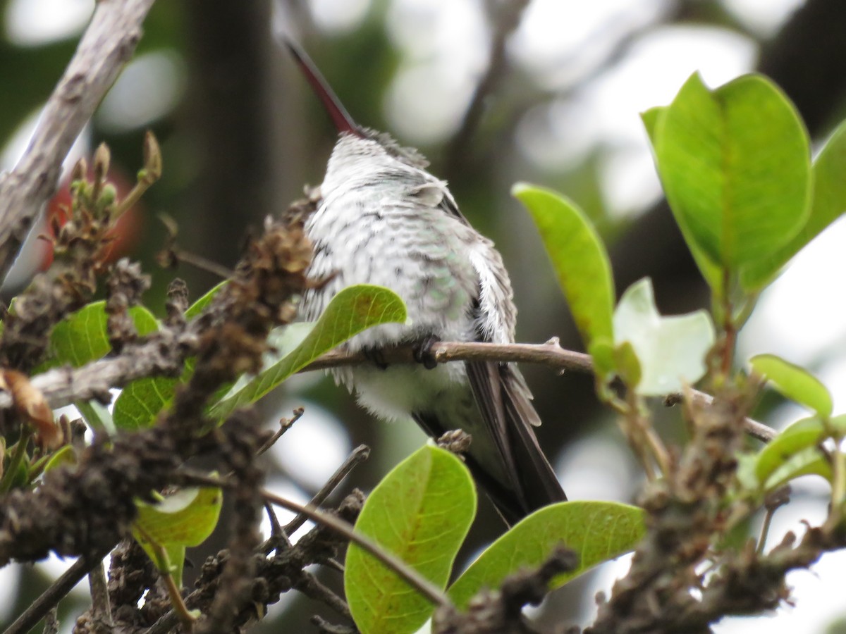 Green-and-white Hummingbird - Chris Welsh