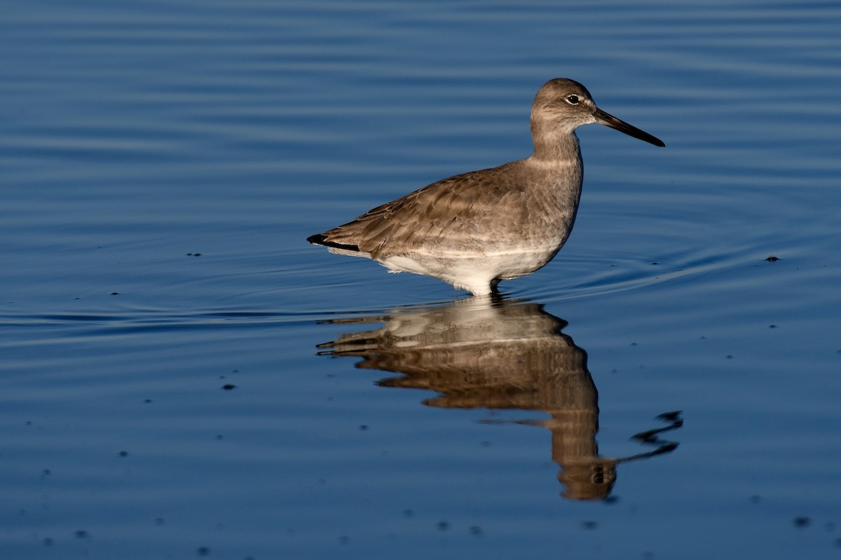 Willet - Don Casey