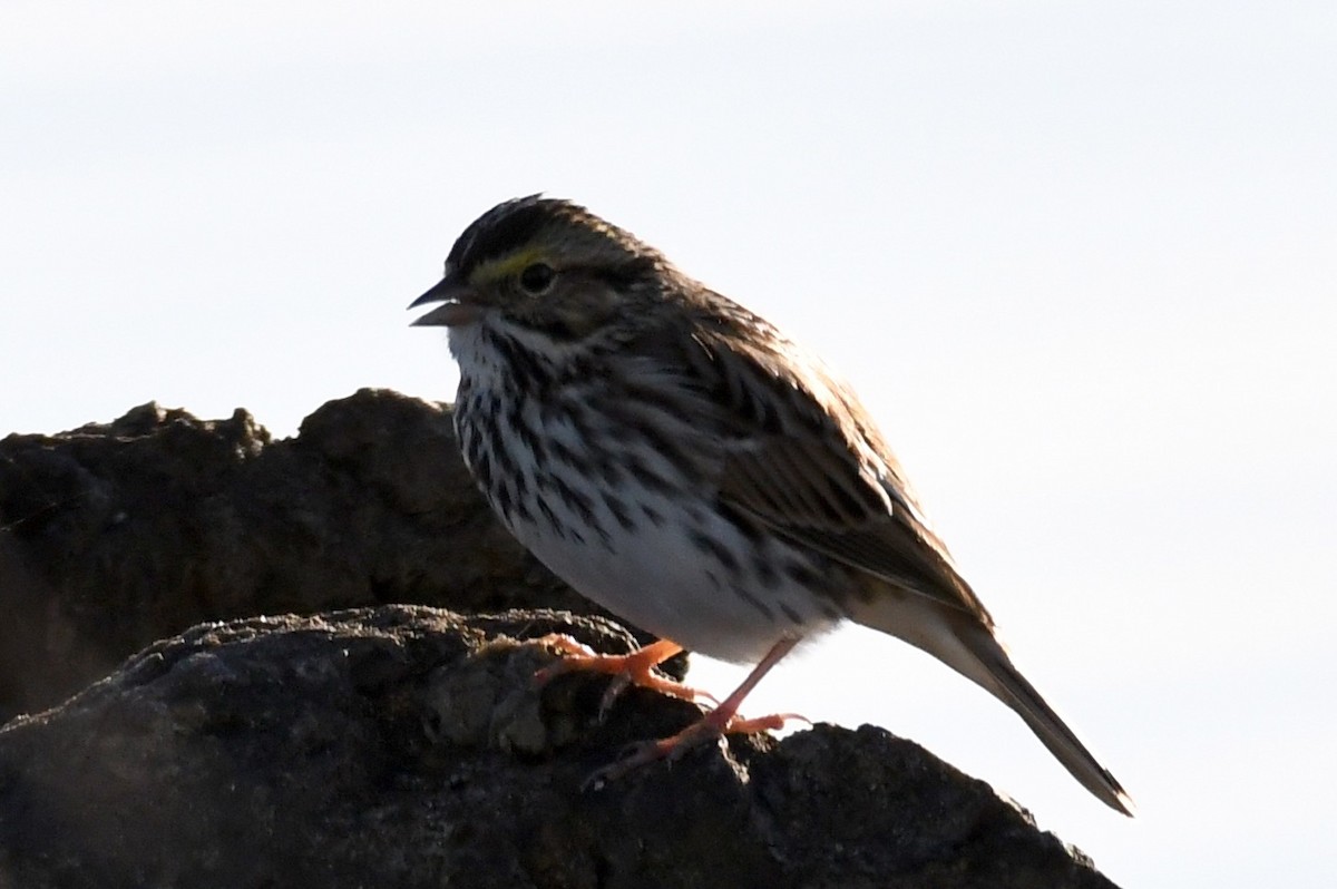 Savannah Sparrow - Don Casey