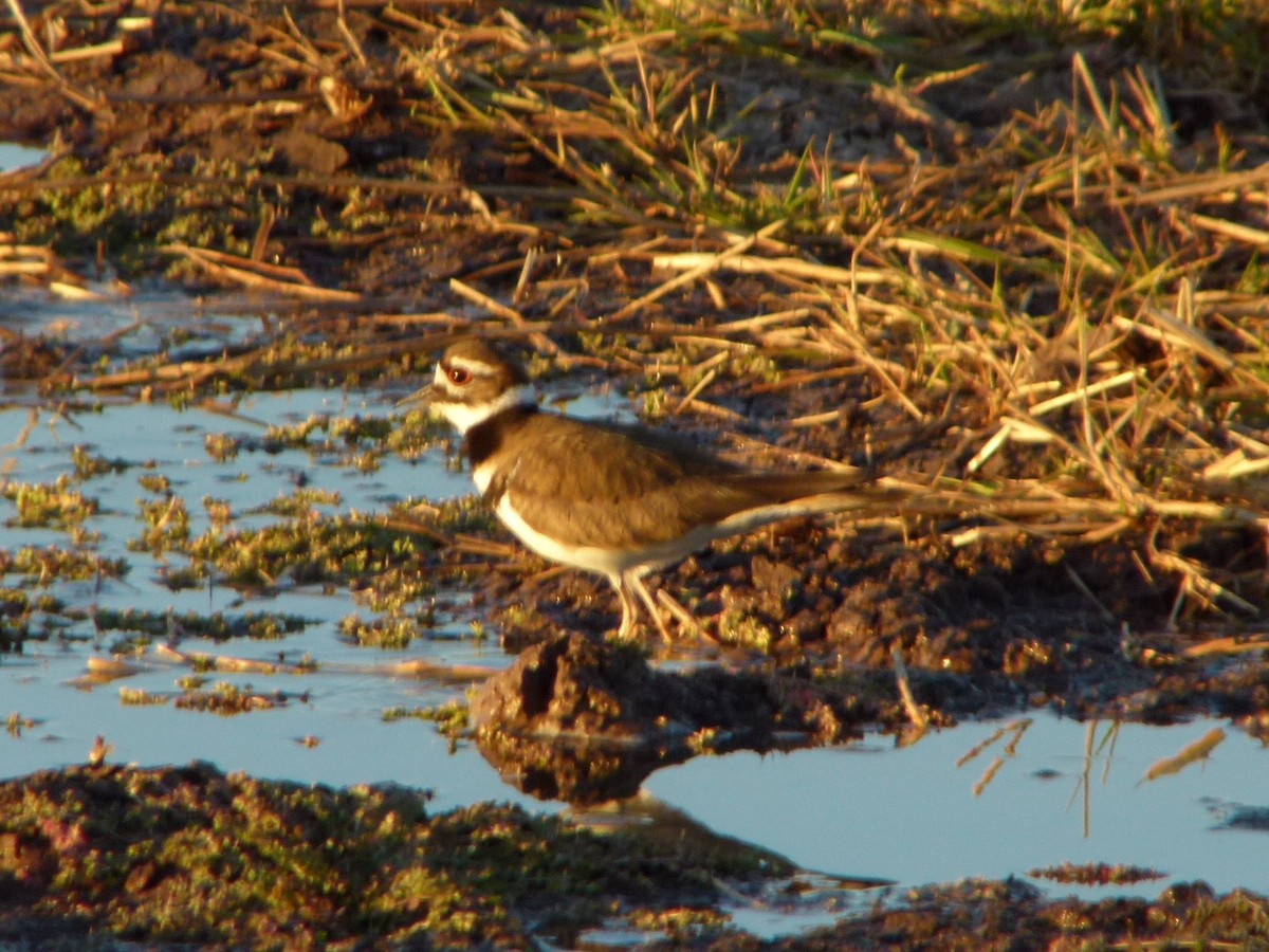 Killdeer - ML126699181