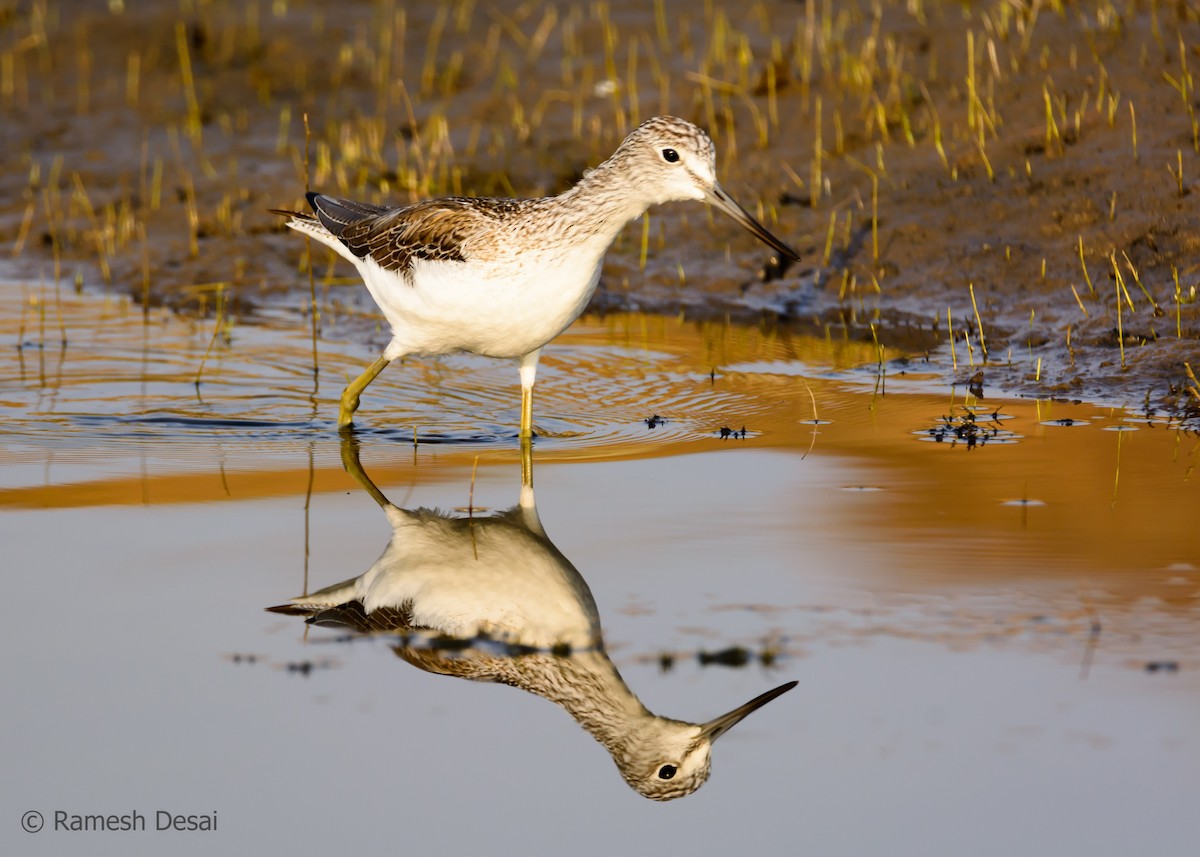 Common Greenshank - ML126700951