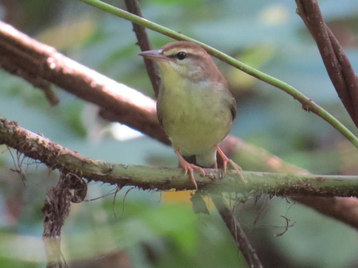 Swainson's Warbler - ML126700971