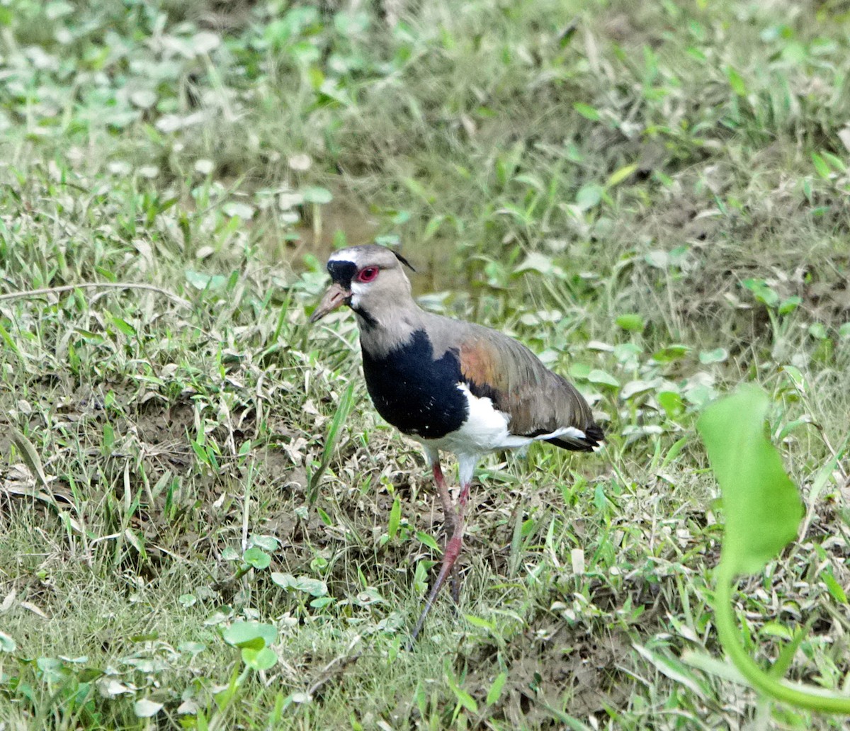 Southern Lapwing - Michael Smith