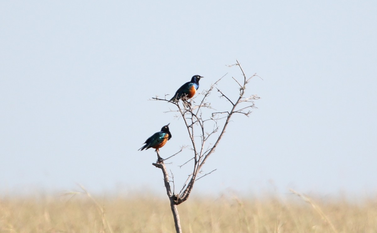 Superb Starling - ML126703091