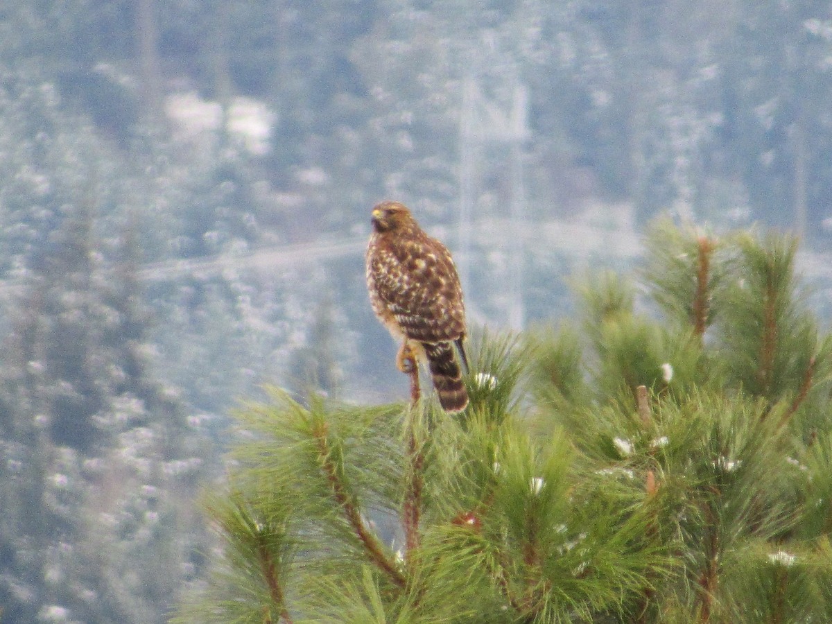 Red-shouldered Hawk - ML126703781