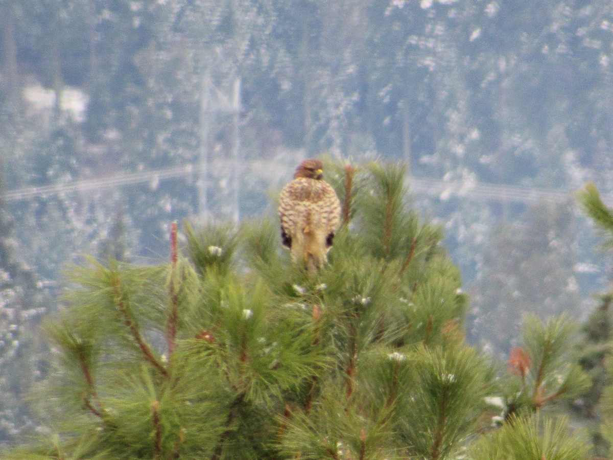 Red-shouldered Hawk - ML126703821