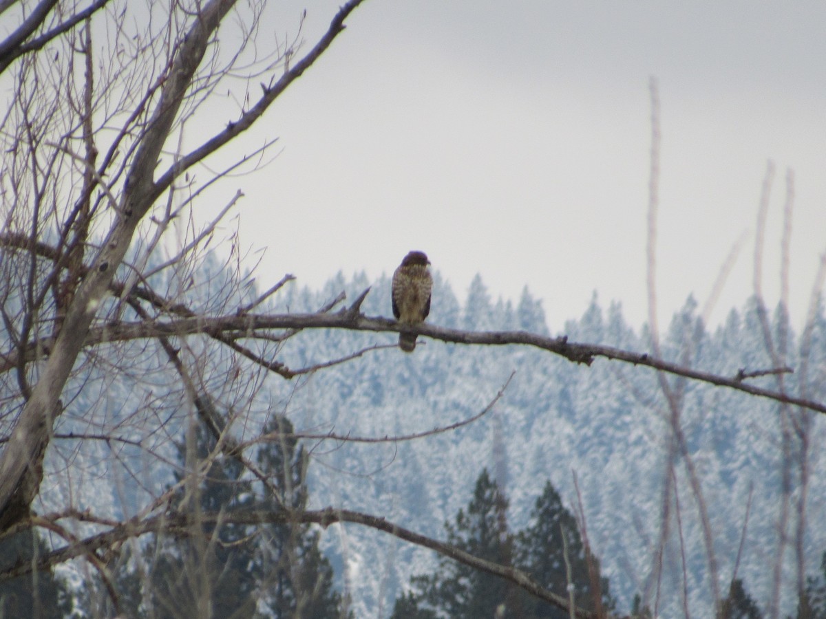 Red-shouldered Hawk - ML126703831