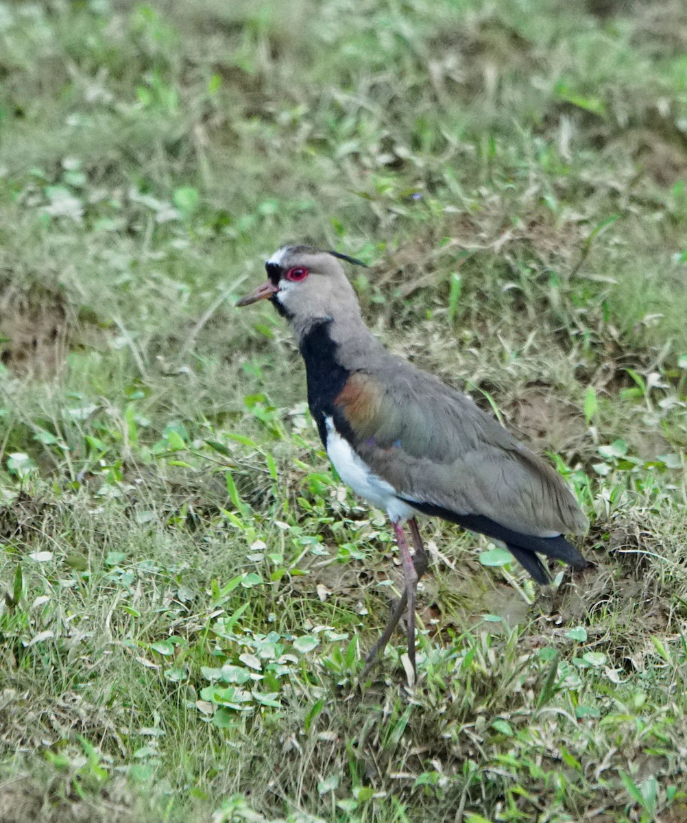 Southern Lapwing - Michael Smith