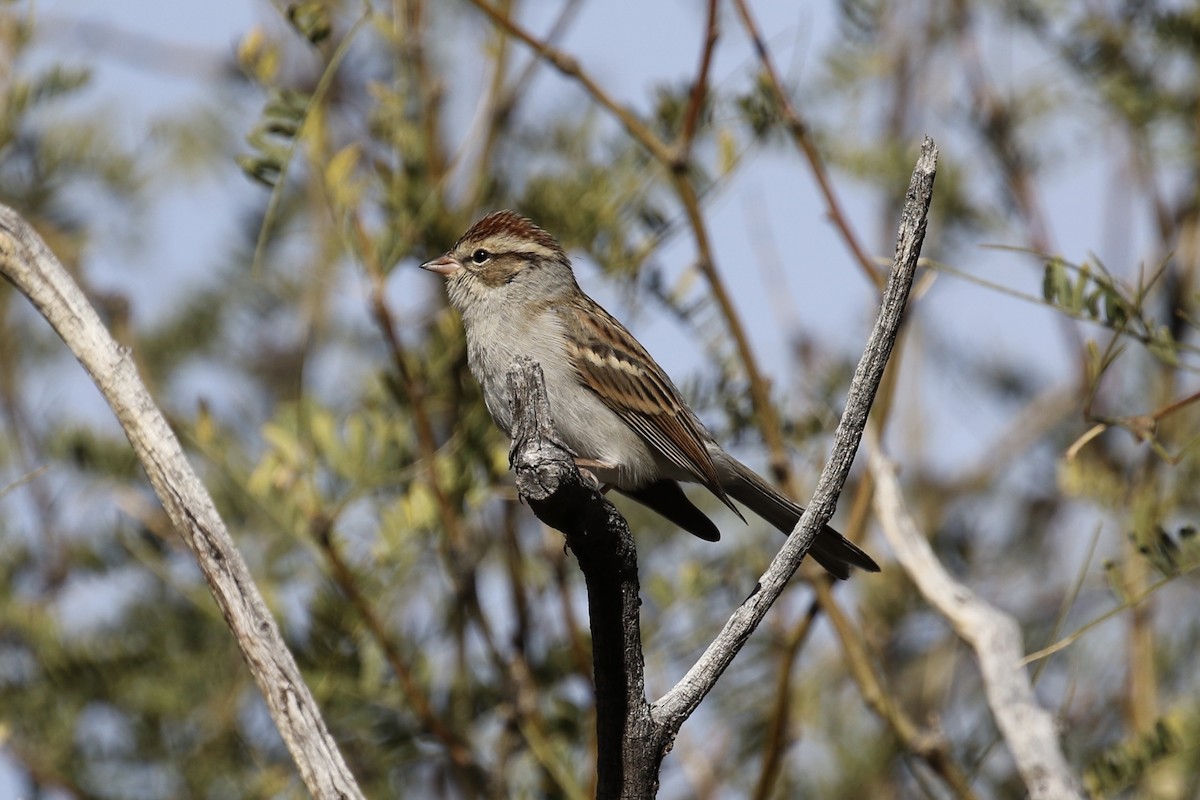 Chipping Sparrow - ML126705241