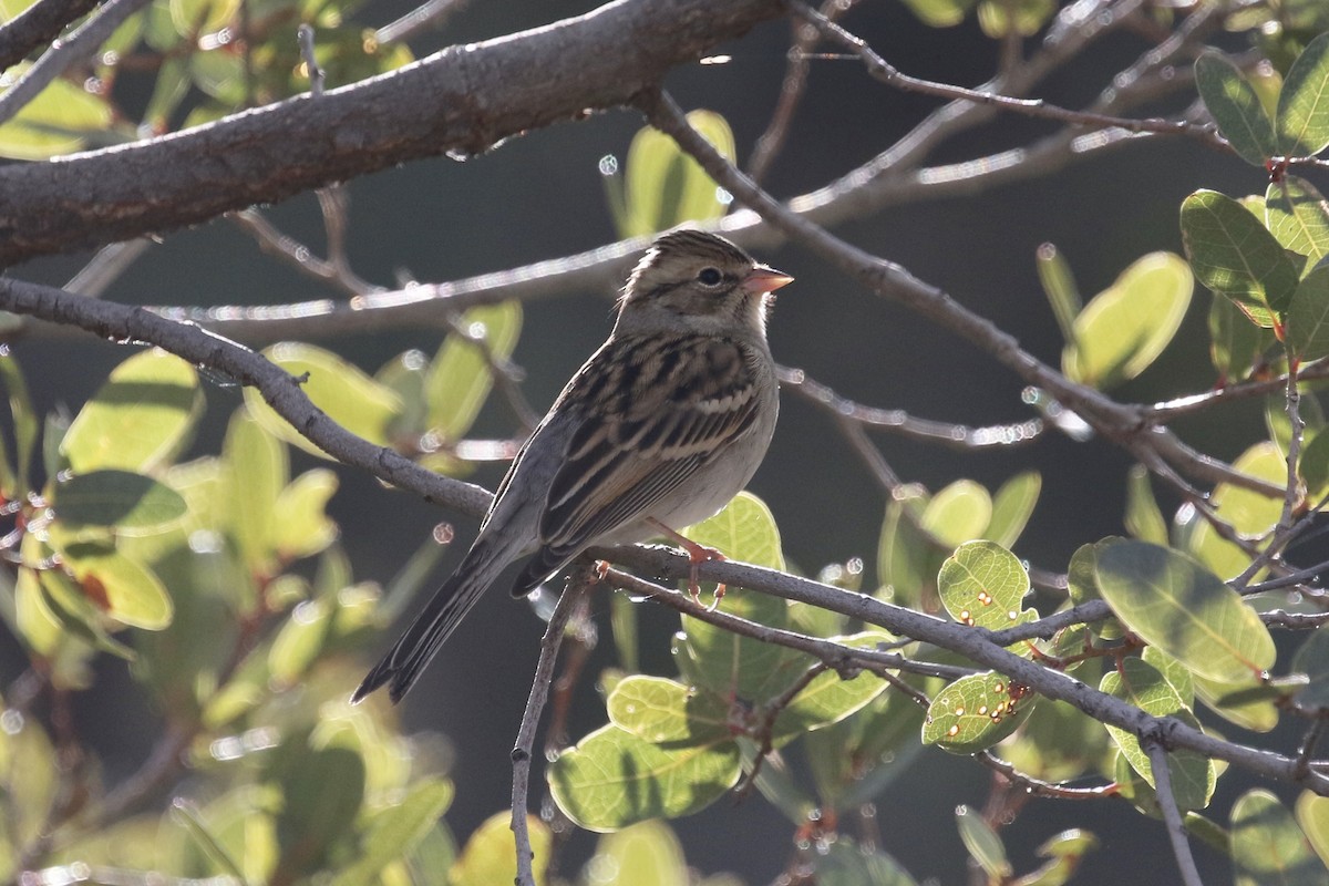 Chipping Sparrow - ML126705261