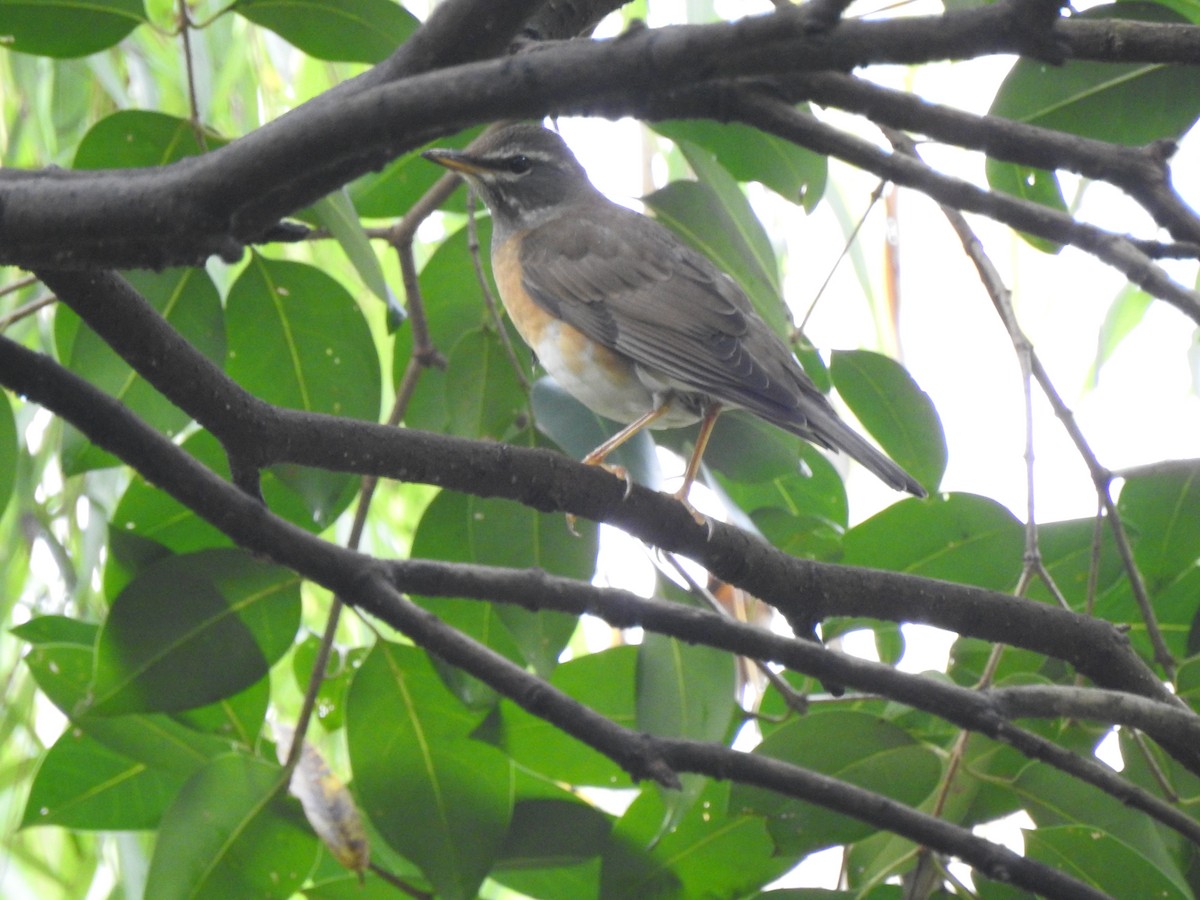 Eyebrowed Thrush - ML126707011