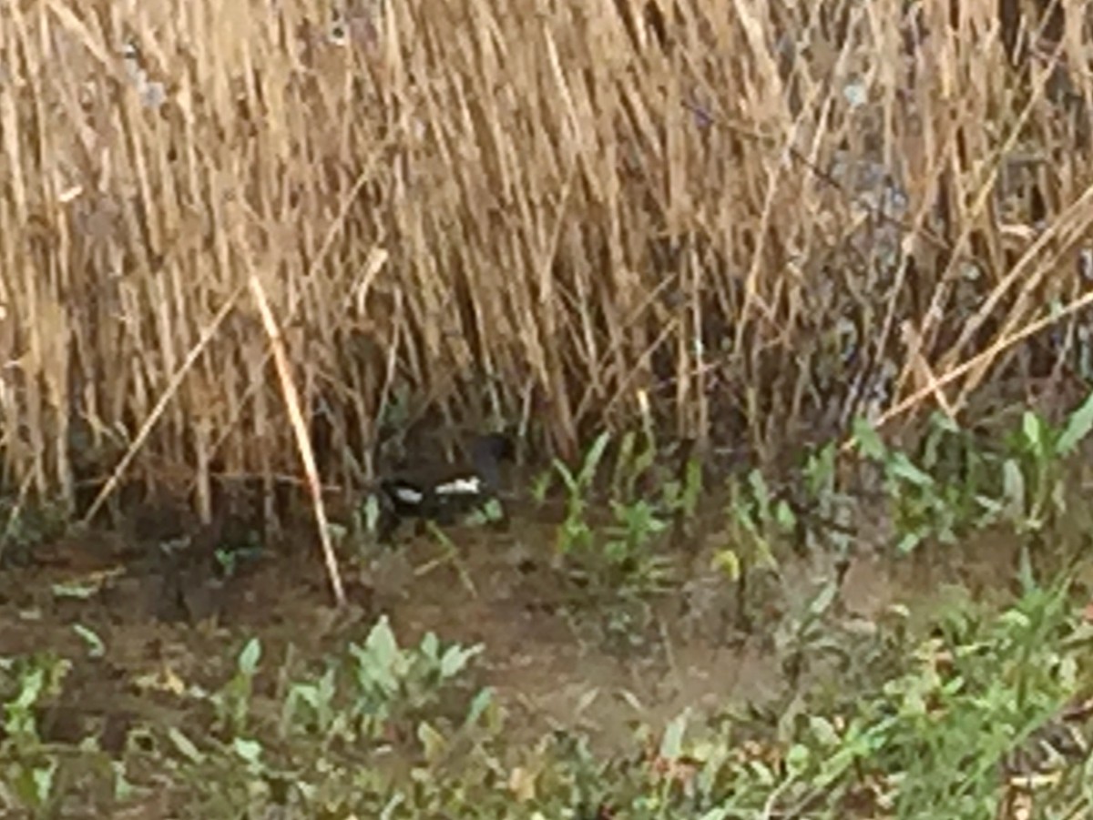 Common Gallinule - ML126707941